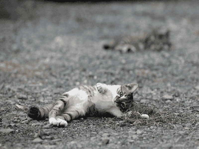 试管移植实例图片试管吃糖衣片夫妻试管生儿子