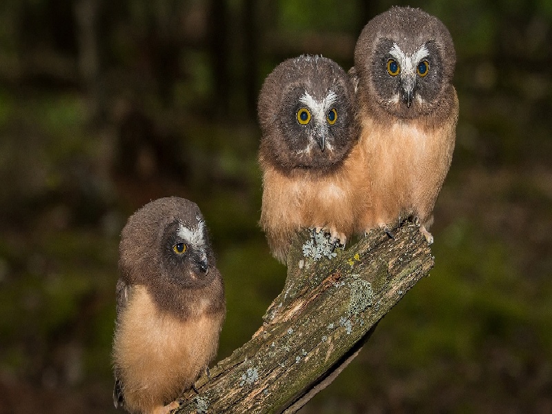 试管宫内宫外剖宫产后试管移植离心试管液体体积